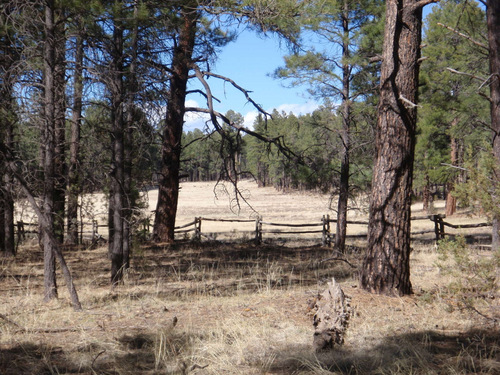 A not so old pasture area.